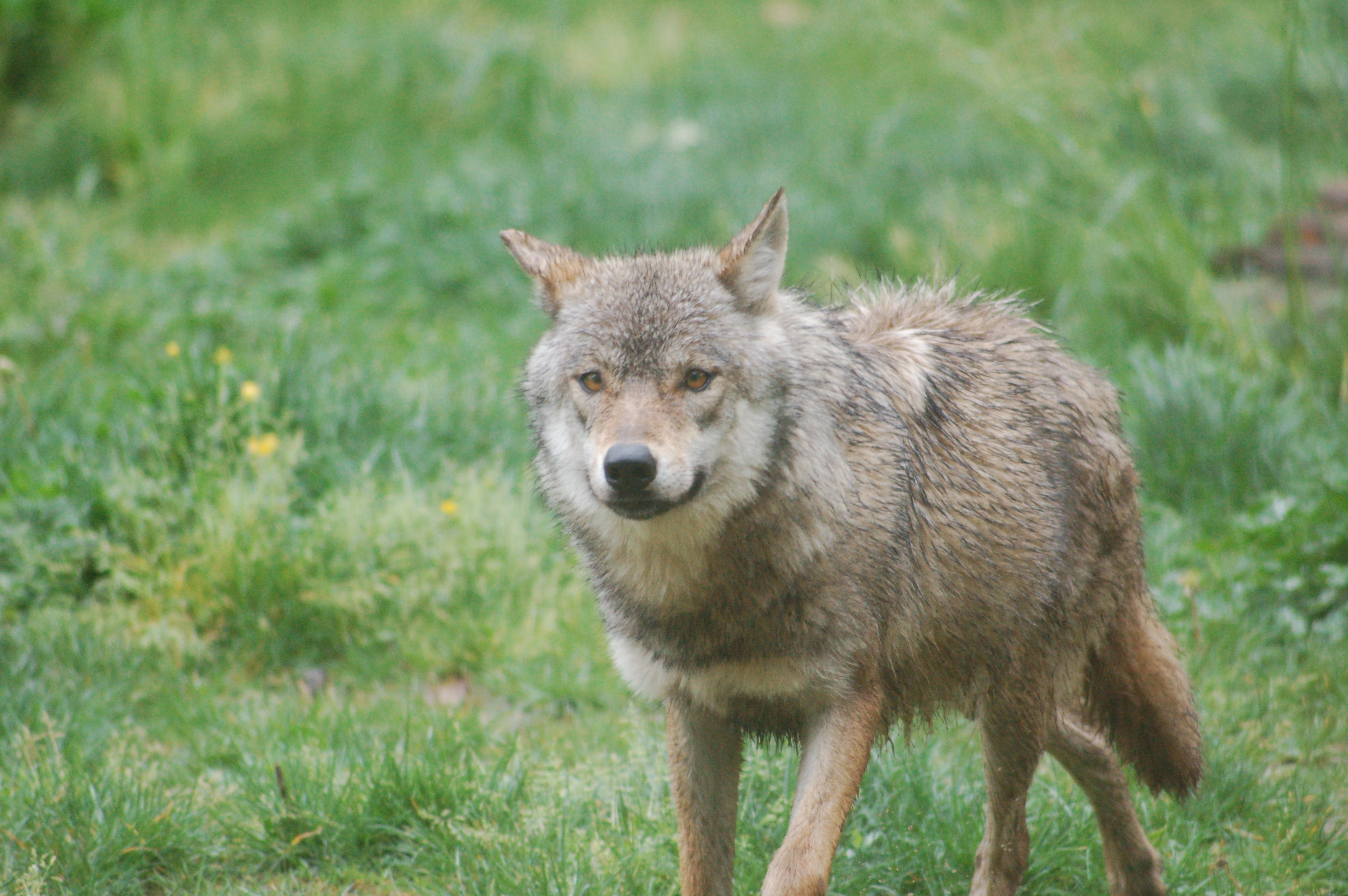Les éleveurs face au loup