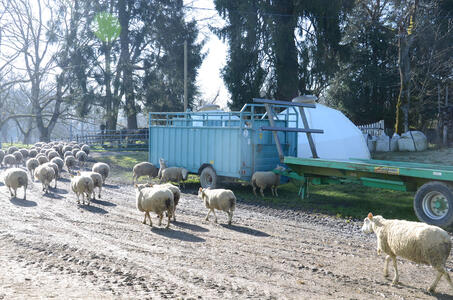 La gale, un fléau qui nécessite réaction