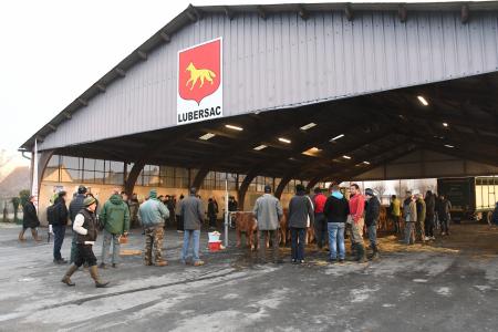 Des veaux bien primés à Lubersac