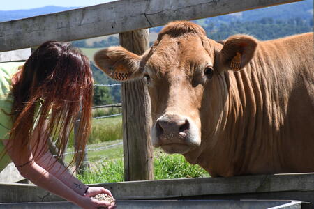 La limousine, reine en son park