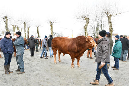 Les bovins retenus sont connus