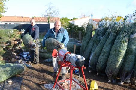 On peut déjà acheter son sapin