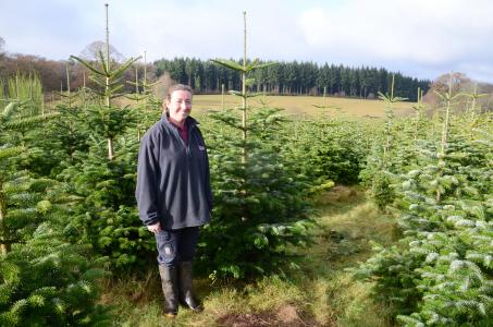 Des brebis au cœur des sapins