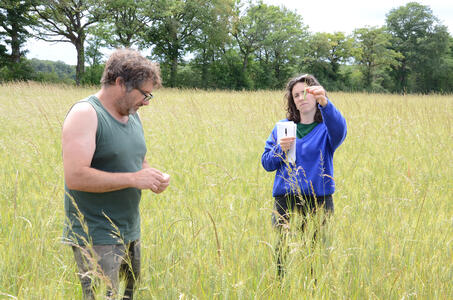 Des grains pour la consommation