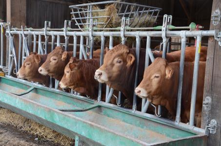 Miser sur la viande et la repro