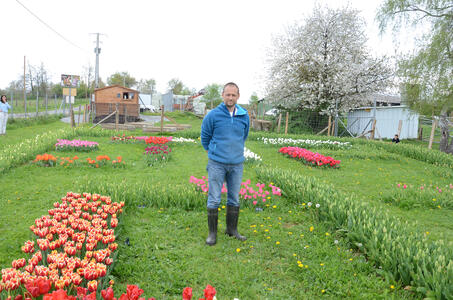 Cueillir ses tulipes au champ