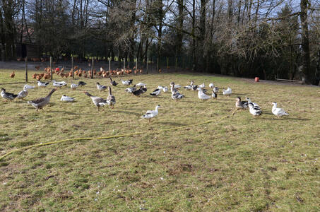 Un cas de grippe aviaire en Haute-Vienne