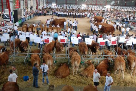 National limousin, on y sera !