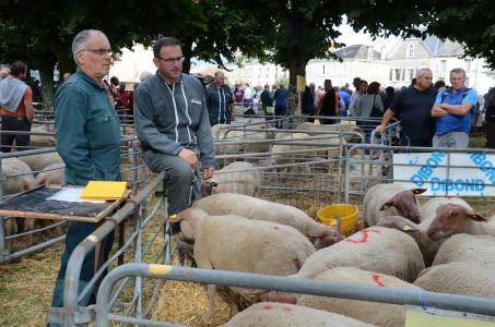 Moins de béliers, beaucoup de ventes