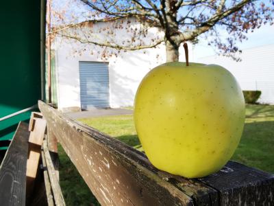 Des pommes jolies mais peu nombreuses