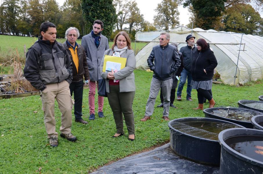 À l'origine, les nénuphars