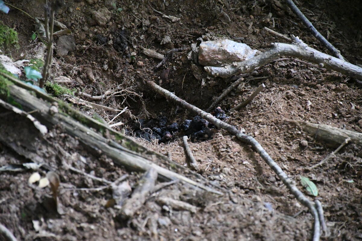 L'une des entrées de terriers qui mitent le talus de l'ancienne voie ferrée, à Oradour-sur-Vayres.
