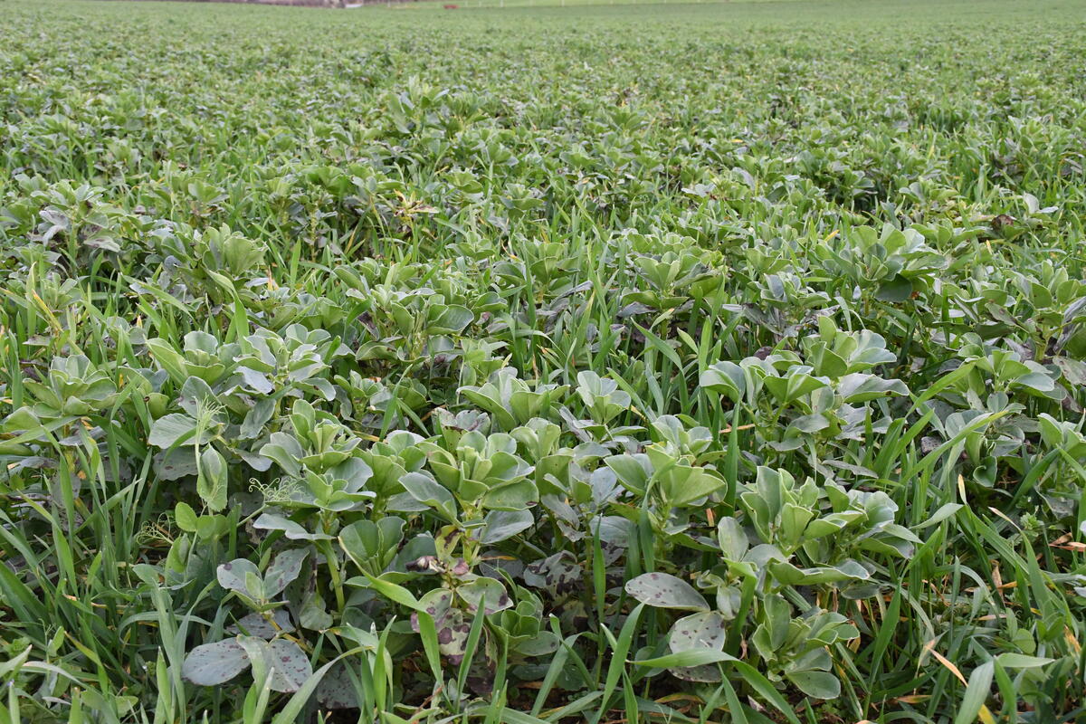 Le méteil grain est l'une des solutions adoptées par les époux Bourry.