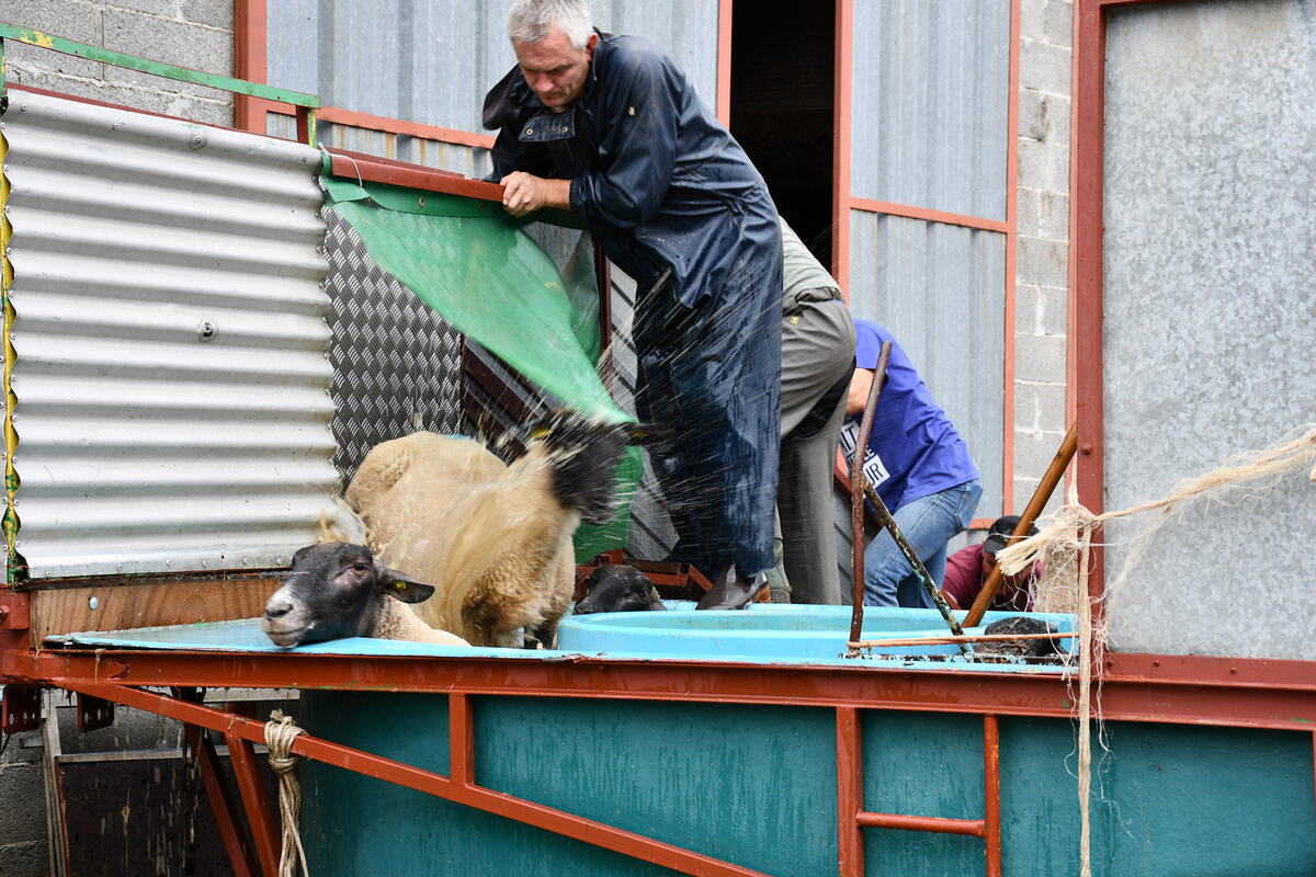 Tandis que plusieurs personnes assurent le transit des brebis jusqu'à la baignoire, deux autres gèrent la réception, le plongeon puis la sortie des animaux. 