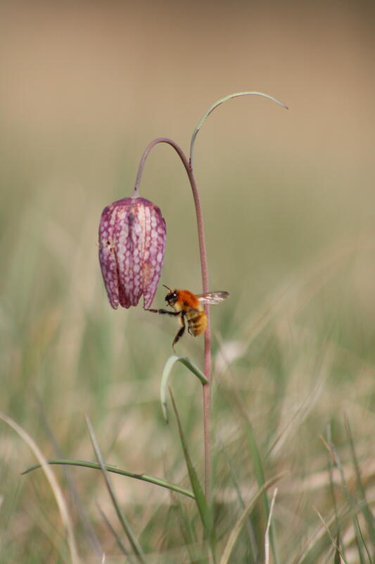 Abeille sauvage