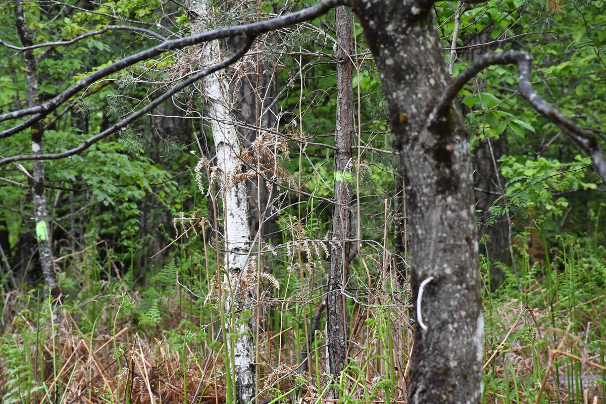 Les visiteurs se sont déplacés de place en place dans les Bois de Bort.