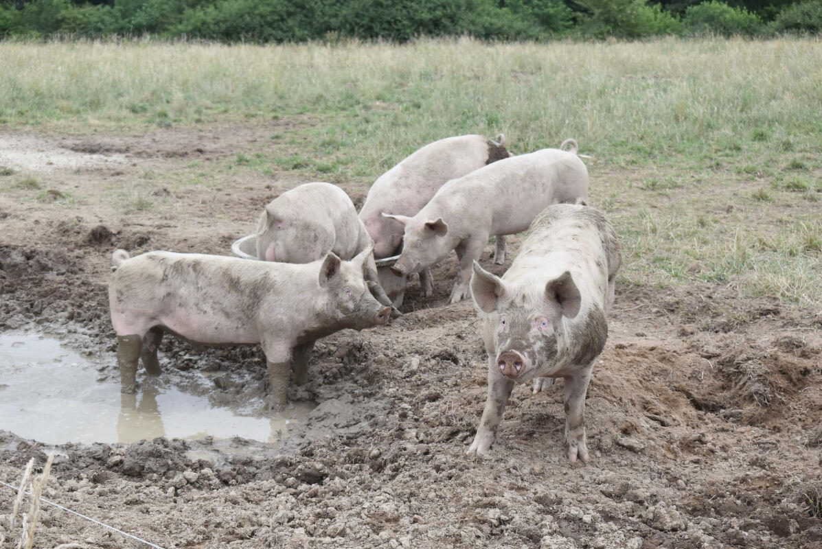 Ferme des Baloffes.