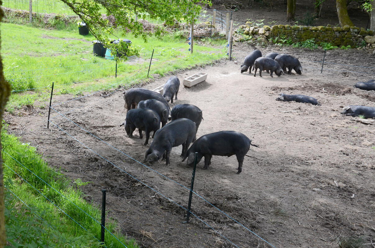 L'enclos des reproducteurs : un grillage de 1,30 m de haut et un portail 