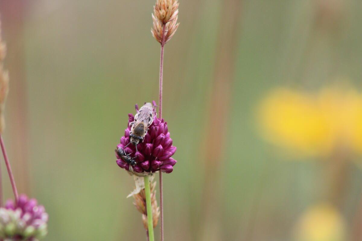Abeille sauvage