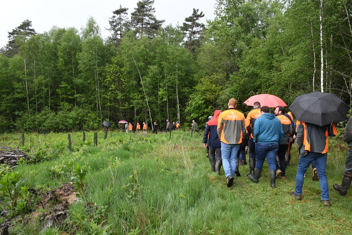 Dans cette parcelle de chênes rouges, l'élagage fait partie de l'entretien régulier.