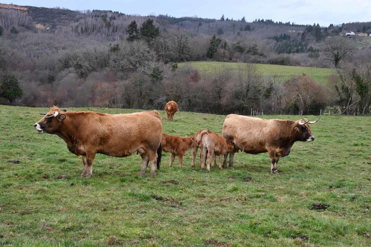 Léo Boulesteix présente quelques-unes de ses vaches, une limousine et une jersiaise. 