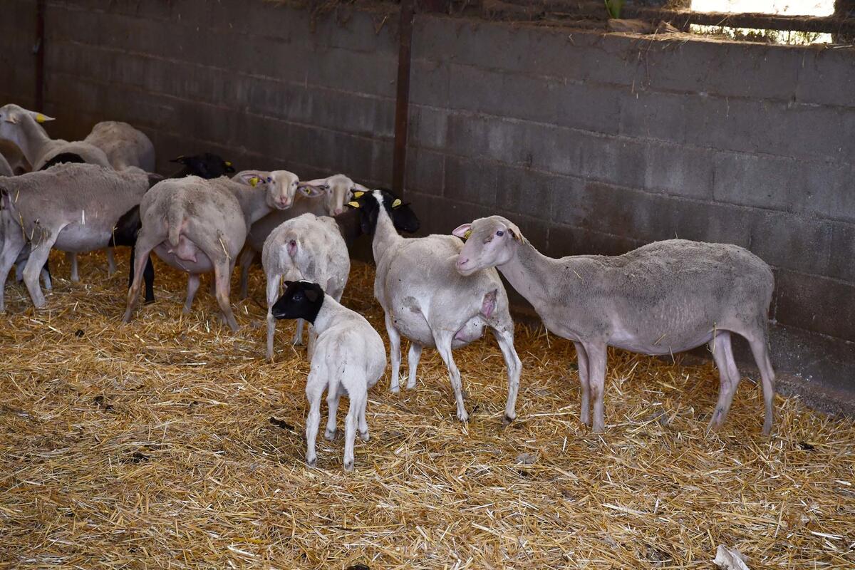Les chèvres Boer, une race à viande d'Afrique du Sud, on été choisies pour valoriser leurs chevreaux. 