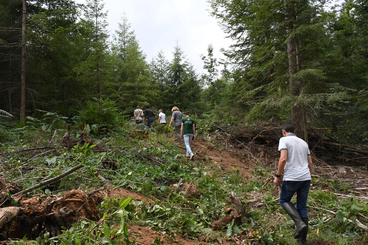 Les arbres destinés à devenir de gros bois sont marqués, soit une centaine par hectare.