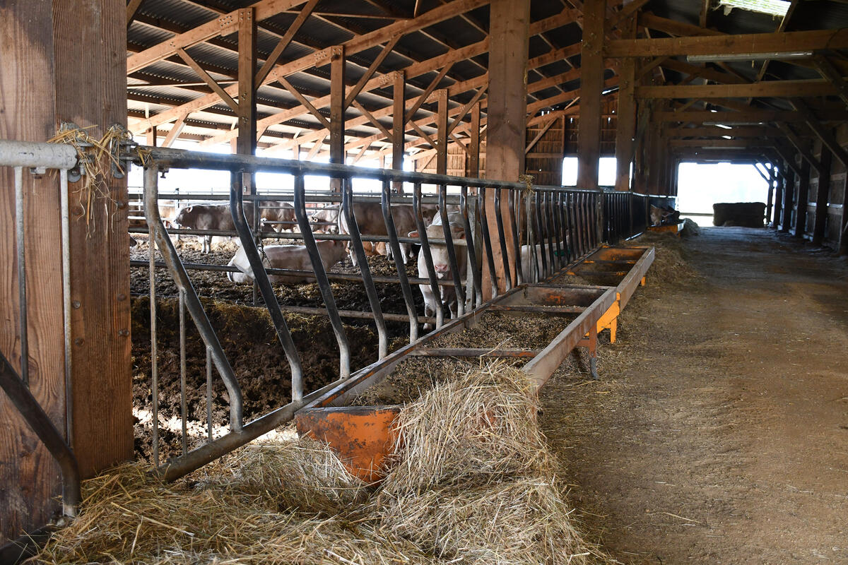 De l'autre côté d'une parcelle, en vis-à-vis des six premières stabulation, 4 autres bâtiments sont en cours d'aménagement. Ils seront dédiés au stockage et à l'élevage. 