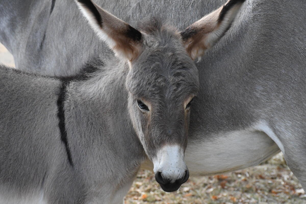 Le concours porcs cul noir limousin a vu la participation d'une quarantaine d'animaux, comme ces cochettes, issus d'une dizaine d'exploitations