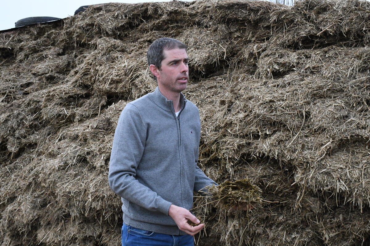 Les vaches de réforme à l'engraissement  sont alimentées avec un ensilage moins riche.